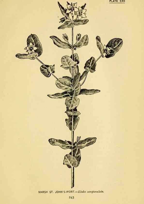Reproducción/Reproduction 7248363996: How to know the wild flowers :. New York :Scribner's,1893.