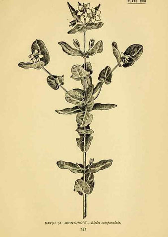 Reproducción/Reproduction 7248363996: How to know the wild flowers :. New York :Scribner's,1893.