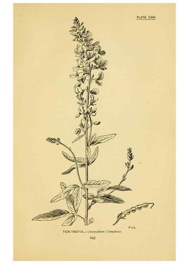 Reproducción/Reproduction 7248364498: How to know the wild flowers :. New York :Scribner's,1893.