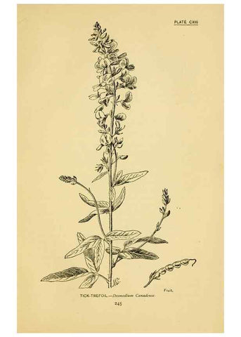 Reproducción/Reproduction 7248364498: How to know the wild flowers :. New York :Scribner's,1893.