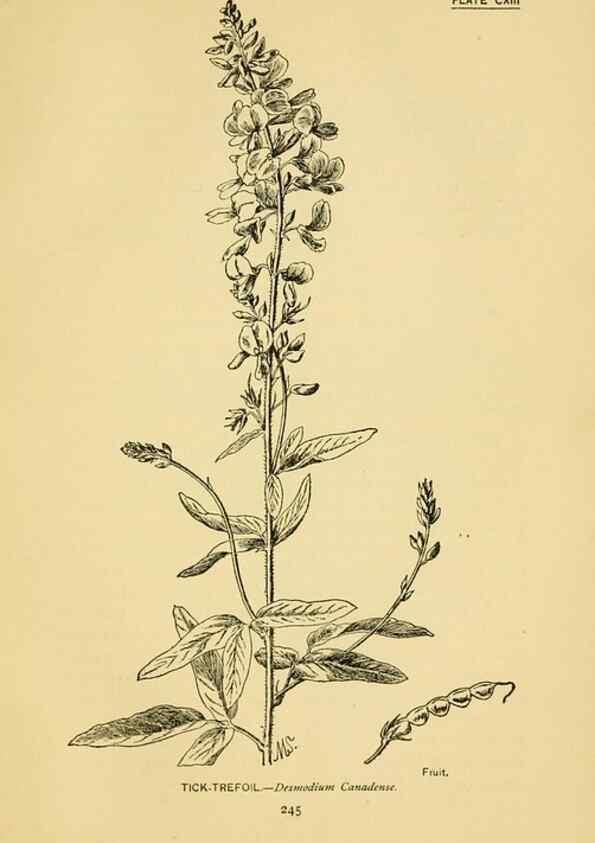 Reproducción/Reproduction 7248364498: How to know the wild flowers :. New York :Scribner's,1893.