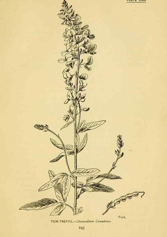 Reproducción/Reproduction 7248364498: How to know the wild flowers :. New York :Scribner's,1893.