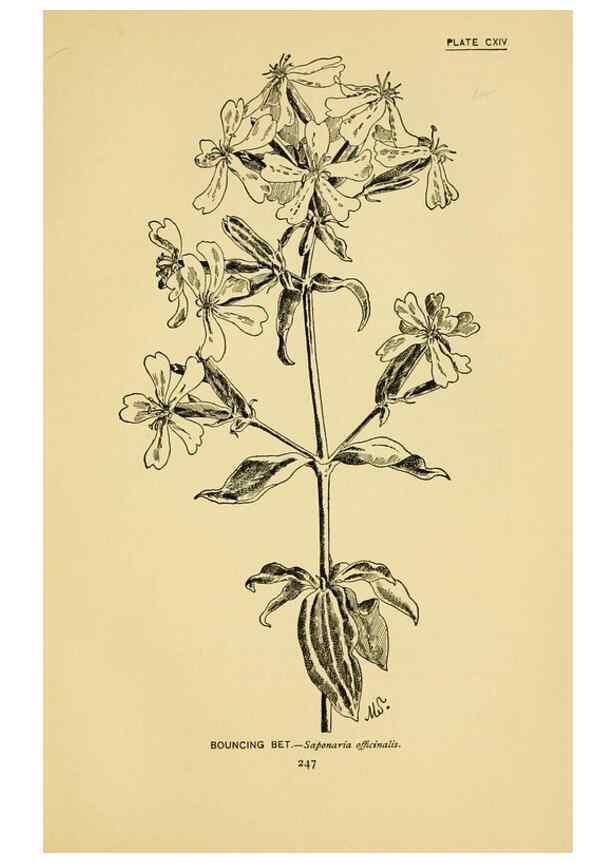 Reproducción/Reproduction 7248365000: How to know the wild flowers :. New York :Scribner's,1893.