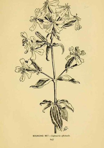 Reproducción/Reproduction 7248365000: How to know the wild flowers :. New York :Scribner's,1893.
