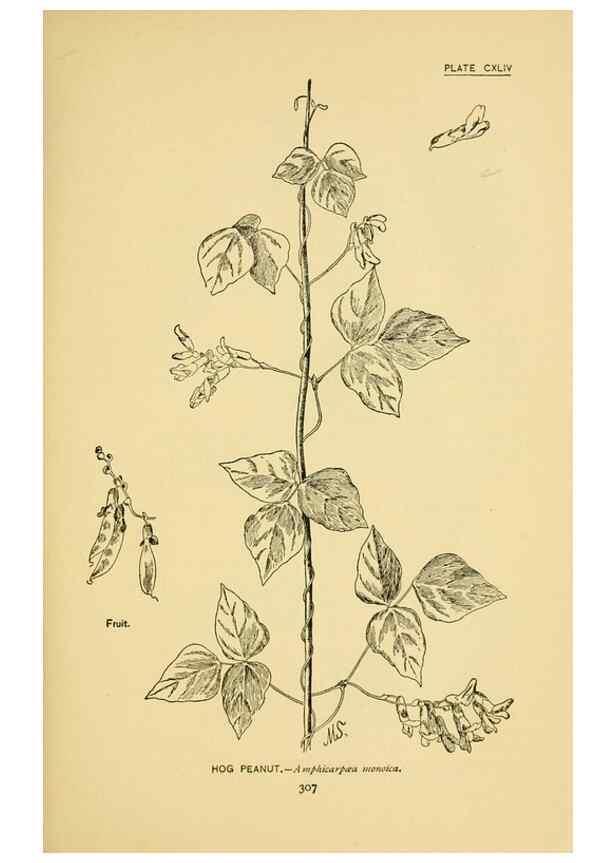 Reproducción/Reproduction 7248382416: How to know the wild flowers :. New York :Scribner's,1893.