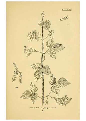 Reproducción/Reproduction 7248382416: How to know the wild flowers :. New York :Scribner's,1893.