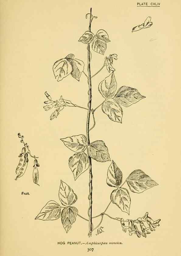 Reproducción/Reproduction 7248382416: How to know the wild flowers :. New York :Scribner's,1893.