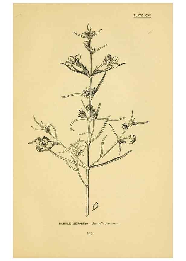 Reproducción/Reproduction 7248365524: How to know the wild flowers :. New York :Scribner's,1893.