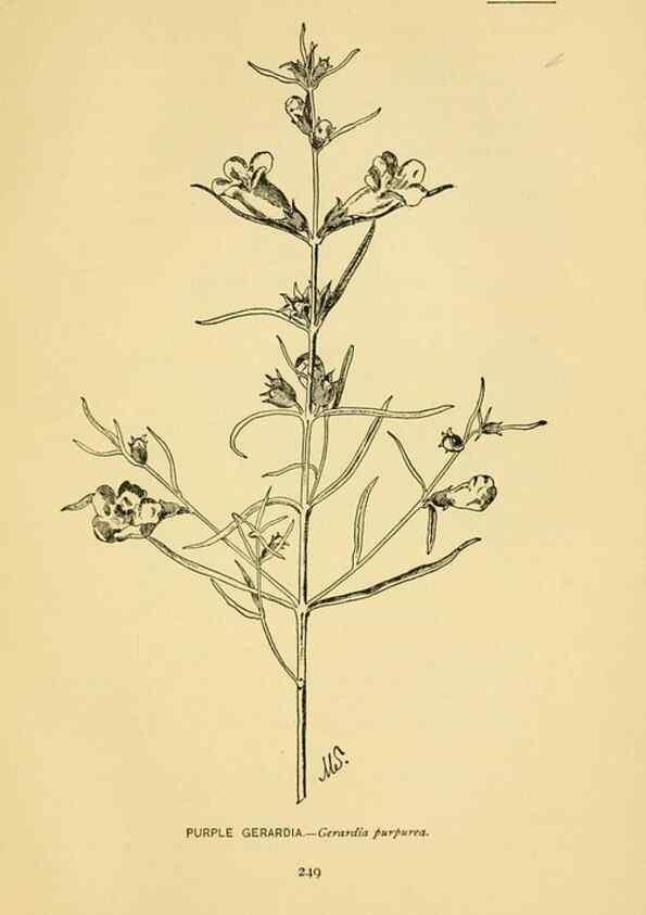 Reproducción/Reproduction 7248365524: How to know the wild flowers :. New York :Scribner's,1893.