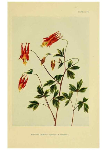 Reproducción/Reproduction 7248366394: How to know the wild flowers :. New York :Scribner's,1893.