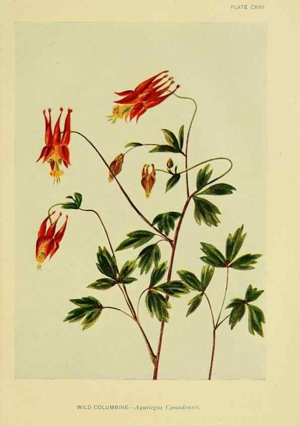 Reproducción/Reproduction 7248366394: How to know the wild flowers :. New York :Scribner's,1893.