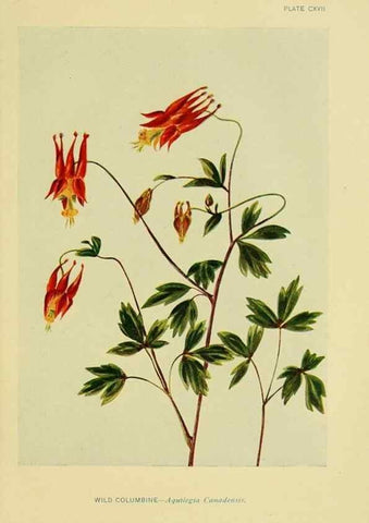 Reproducción/Reproduction 7248366394: How to know the wild flowers :. New York :Scribner's,1893.