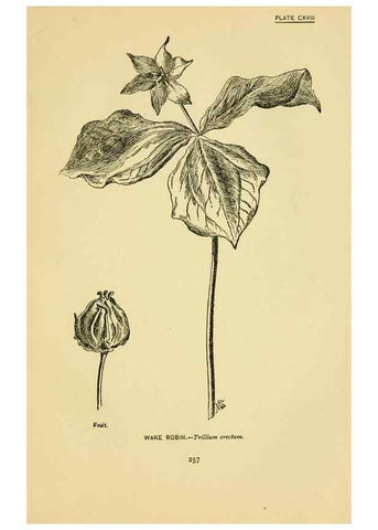 Reproducción/Reproduction 7248366918: How to know the wild flowers :. New York :Scribner's,1893.