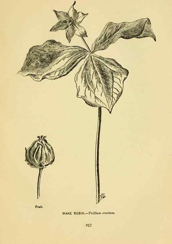 Reproducción/Reproduction 7248366918: How to know the wild flowers :. New York :Scribner's,1893.