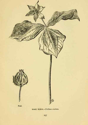 Reproducción/Reproduction 7248366918: How to know the wild flowers :. New York :Scribner's,1893.