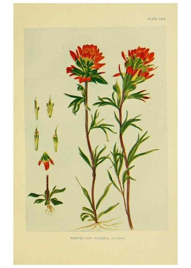 Reproducción/Reproduction 7248367490: How to know the wild flowers :. New York :Scribner's,1893.