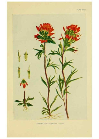 Reproducción/Reproduction 7248367490: How to know the wild flowers :. New York :Scribner's,1893.