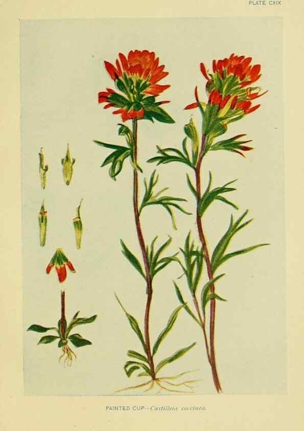 Reproducción/Reproduction 7248367490: How to know the wild flowers :. New York :Scribner's,1893.