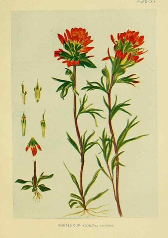 Reproducción/Reproduction 7248367490: How to know the wild flowers :. New York :Scribner's,1893.