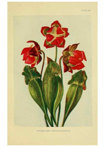 Reproducción/Reproduction 7248368122: How to know the wild flowers :. New York :Scribner's,1893.