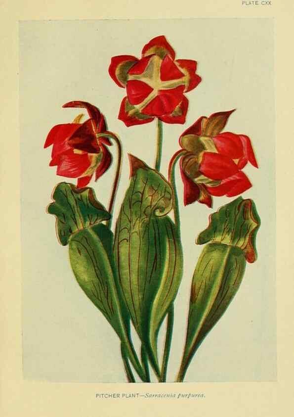 Reproducción/Reproduction 7248368122: How to know the wild flowers :. New York :Scribner's,1893.