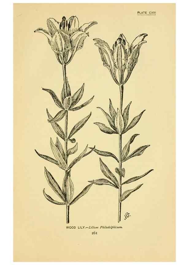 Reproducción/Reproduction 7248368756: How to know the wild flowers :. New York :Scribner's,1893.