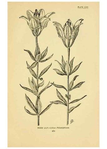 Reproducción/Reproduction 7248368756: How to know the wild flowers :. New York :Scribner's,1893.