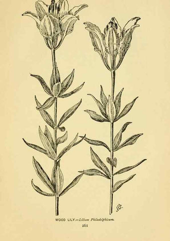 Reproducción/Reproduction 7248368756: How to know the wild flowers :. New York :Scribner's,1893.