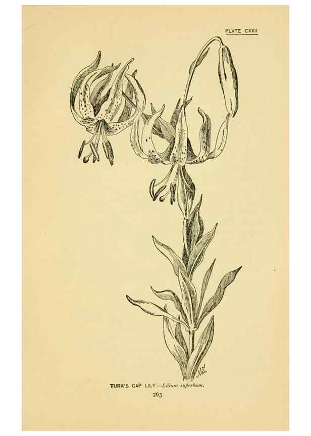 Reproducción/Reproduction 7248369340: How to know the wild flowers :. New York :Scribner's,1893.
