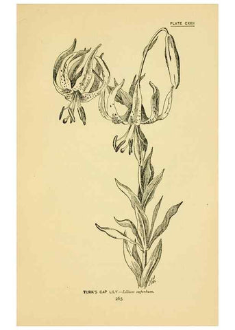 Reproducción/Reproduction 7248369340: How to know the wild flowers :. New York :Scribner's,1893.