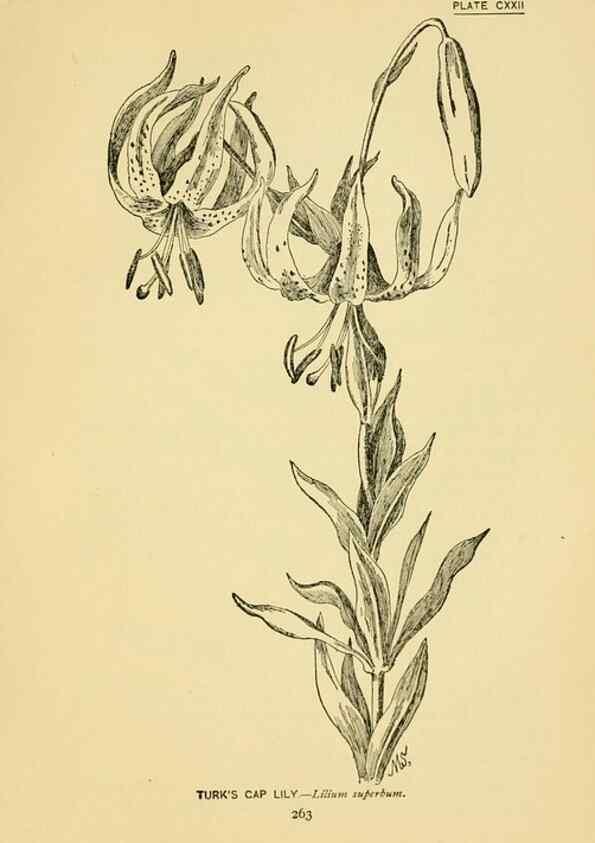 Reproducción/Reproduction 7248369340: How to know the wild flowers :. New York :Scribner's,1893.