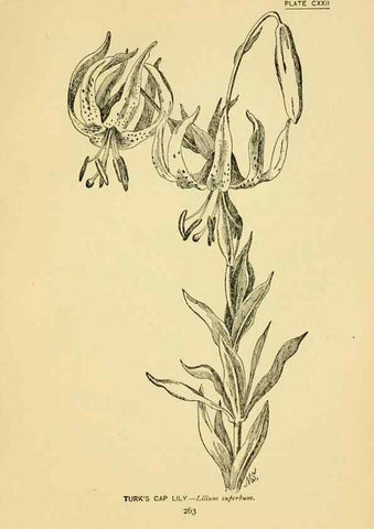 Reproducción/Reproduction 7248369340: How to know the wild flowers :. New York :Scribner's,1893.