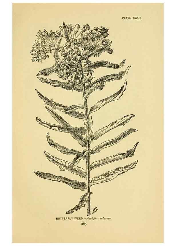 Reproducción/Reproduction 7248369900: How to know the wild flowers :. New York :Scribner's,1893.