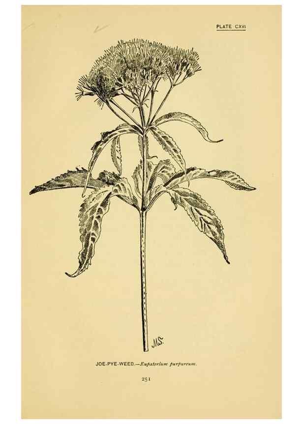 Reproducción/Reproduction 7248366022: How to know the wild flowers :. New York :Scribner's,1893.
