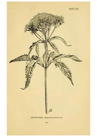 Reproducción/Reproduction 7248366022: How to know the wild flowers :. New York :Scribner's,1893.