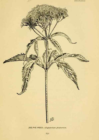 Reproducción/Reproduction 7248366022: How to know the wild flowers :. New York :Scribner's,1893.