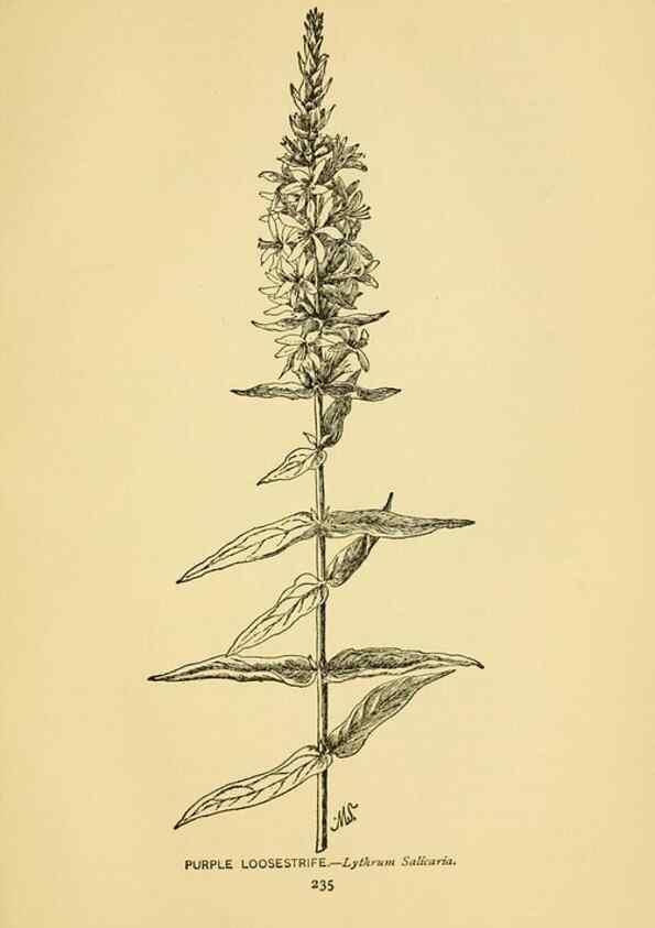 Reproducción/Reproduction 7248361510: How to know the wild flowers :. New York :Scribner's,1893.