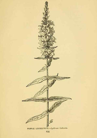 Reproducción/Reproduction 7248361510: How to know the wild flowers :. New York :Scribner's,1893.
