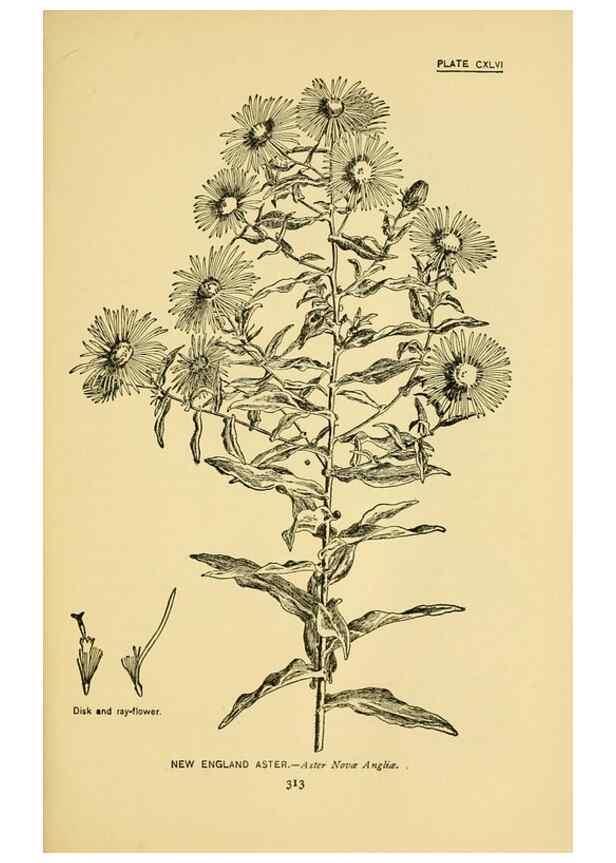 Reproducción/Reproduction 7248383668: How to know the wild flowers :. New York :Scribner's,1893.