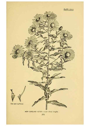 Reproducción/Reproduction 7248383668: How to know the wild flowers :. New York :Scribner's,1893.