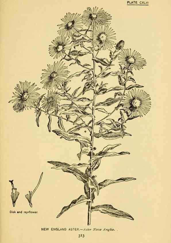 Reproducción/Reproduction 7248383668: How to know the wild flowers :. New York :Scribner's,1893.