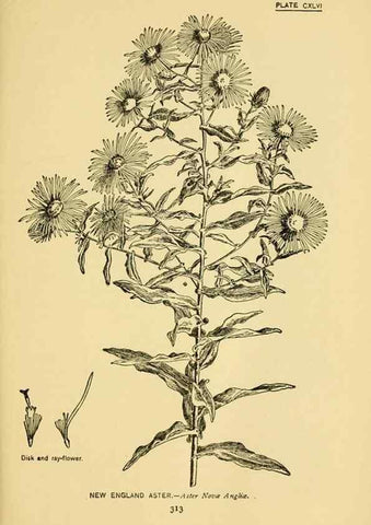 Reproducción/Reproduction 7248383668: How to know the wild flowers :. New York :Scribner's,1893.