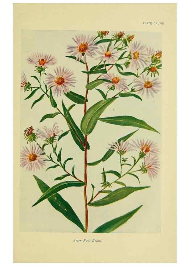 Reproducción/Reproduction 7248384778: How to know the wild flowers :. New York :Scribner's,1893.