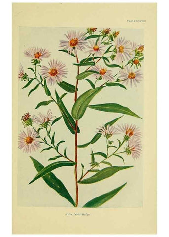 Reproducción/Reproduction 7248384778: How to know the wild flowers :. New York :Scribner's,1893.