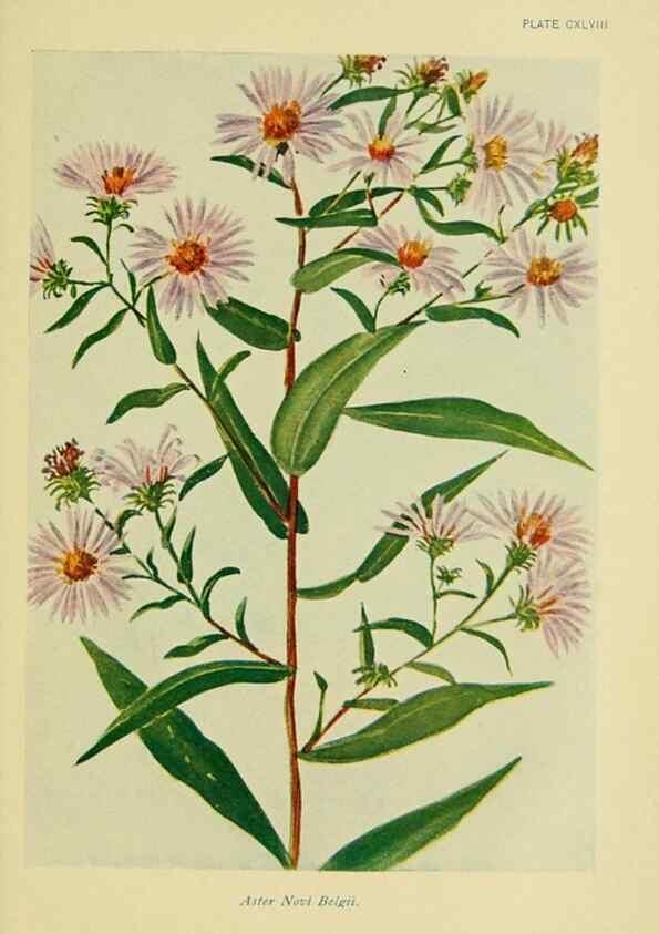 Reproducción/Reproduction 7248384778: How to know the wild flowers :. New York :Scribner's,1893.
