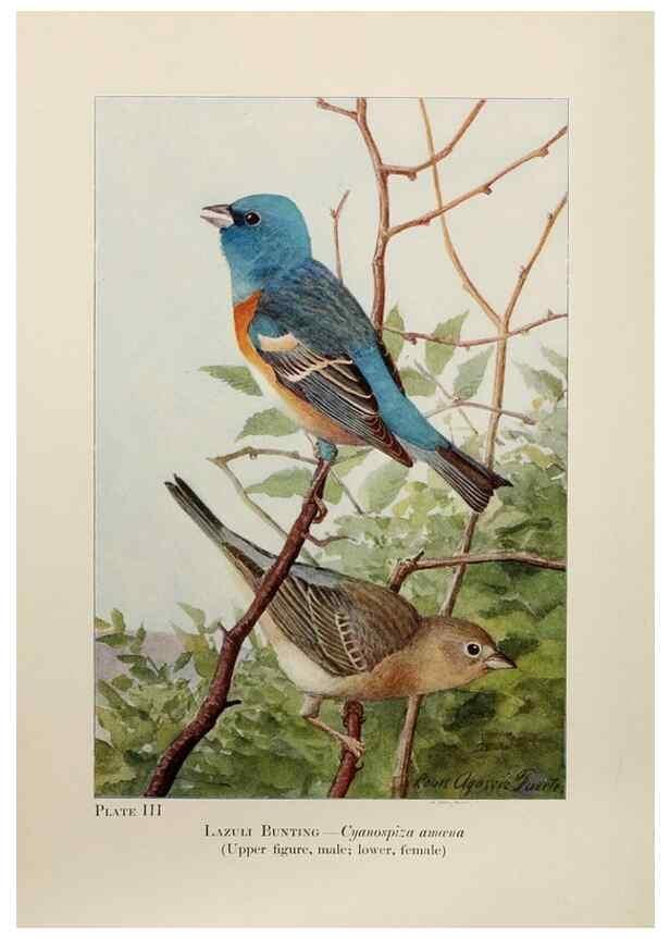 Reproducción/Reproduction 7250818846: Birds of the Rockies,. Chicago,A. C. McClurg and co.,1902.