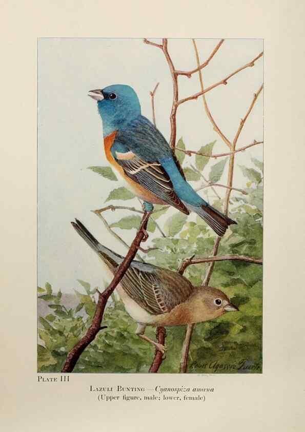 Reproducción/Reproduction 7250818846: Birds of the Rockies,. Chicago,A. C. McClurg and co.,1902.