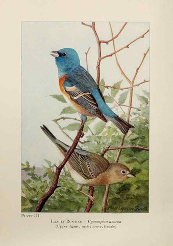 Reproducción/Reproduction 7250818846: Birds of the Rockies,. Chicago,A. C. McClurg and co.,1902.