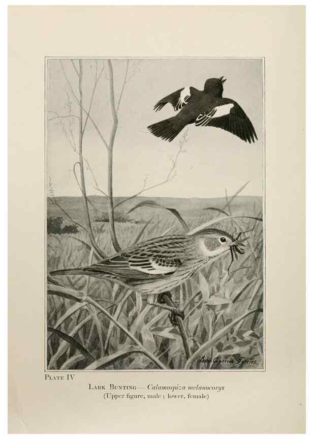 Reproducción/Reproduction 7250820820: Birds of the Rockies,. Chicago,A. C. McClurg and co.,1902.