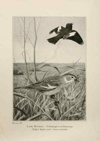 Reproducción/Reproduction 7250820820: Birds of the Rockies,. Chicago,A. C. McClurg and co.,1902.